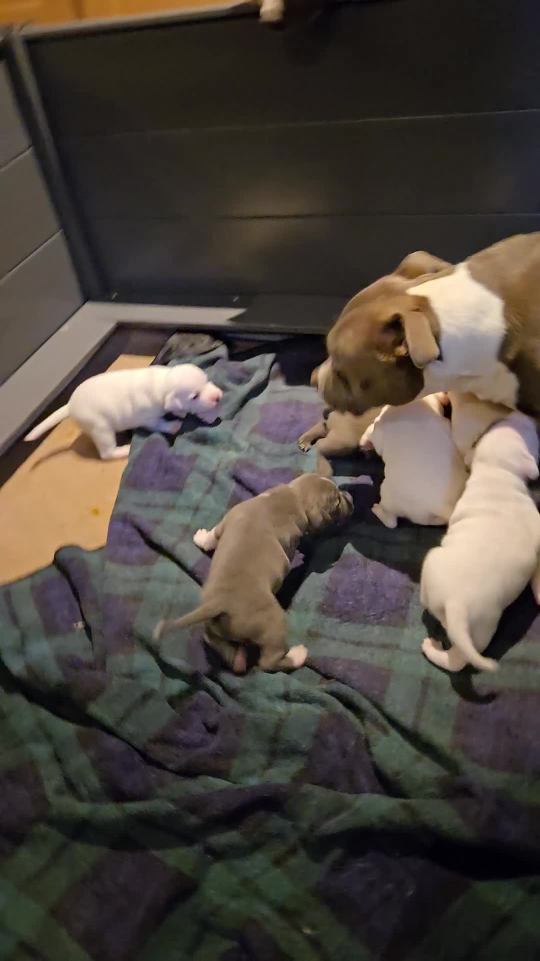 Staffordshire Bull Terrier dogs for sale: VERY RARE WHITE BLUE PIED & BLUE/WHITE SBT'S - Video 2