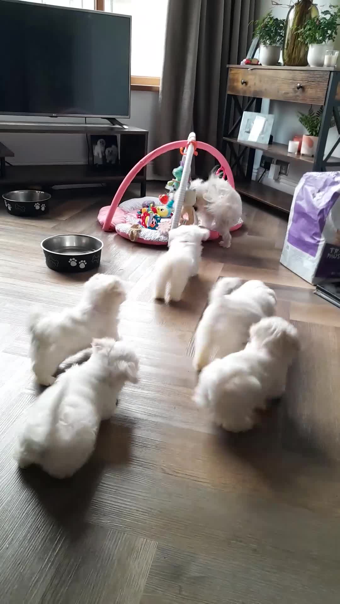 Maltese dogs for sale: 5 Outstanding pedigree Maltese puppies - Video 4