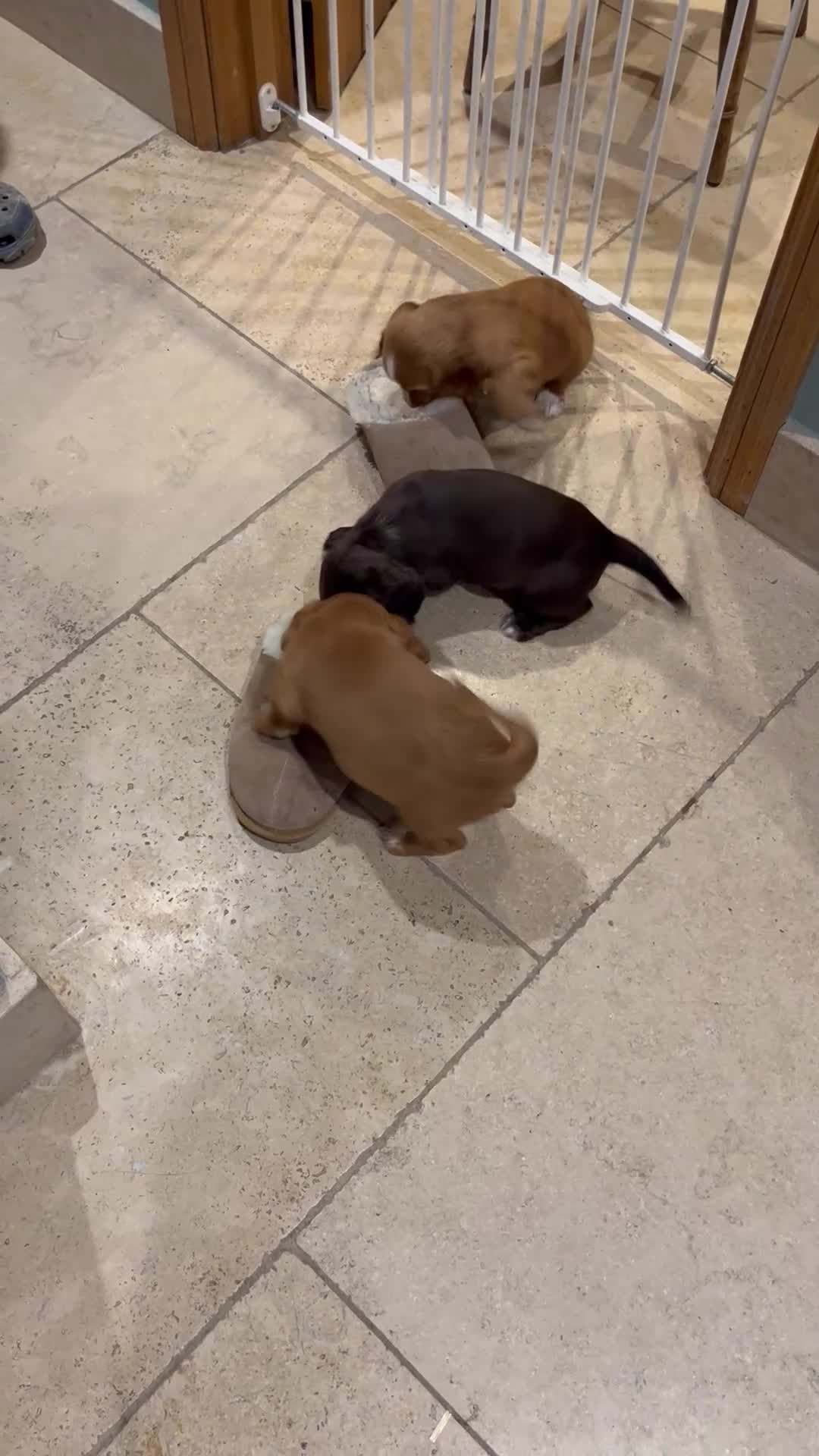 Cocker Spaniel dogs for sale: Beautiful KC registered Cocker Spaniel puppies - Video 1