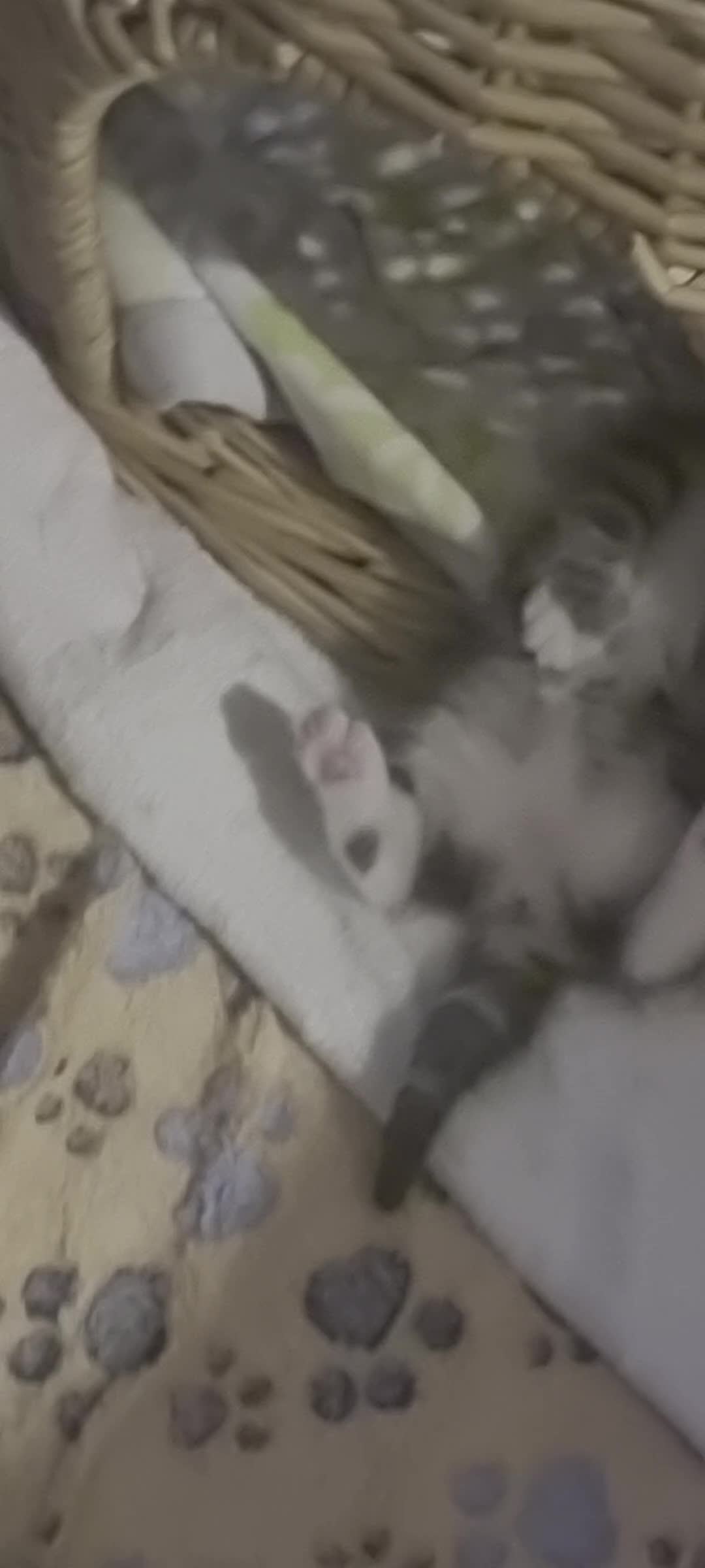 Mixed Breed cats for sale: Beautiful bread Sokoke × Turkish Van Kittens❤️ - Video 1