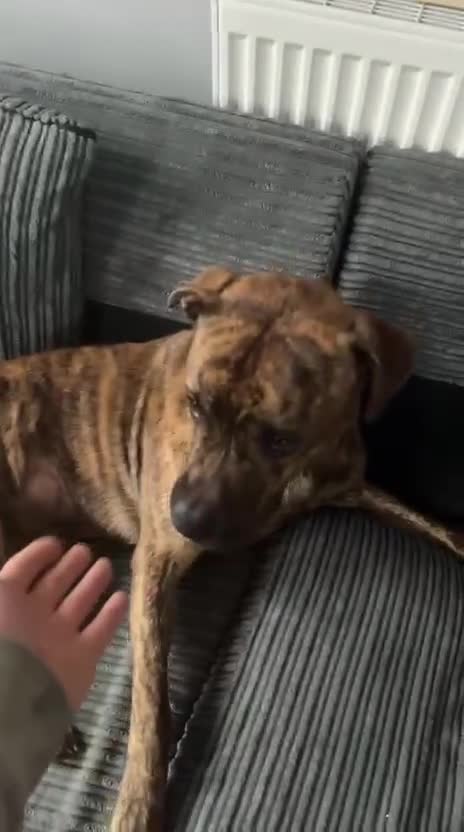 Mixed Breed dogs for sale: Beautiful dog in need of forever loving home - Video 1