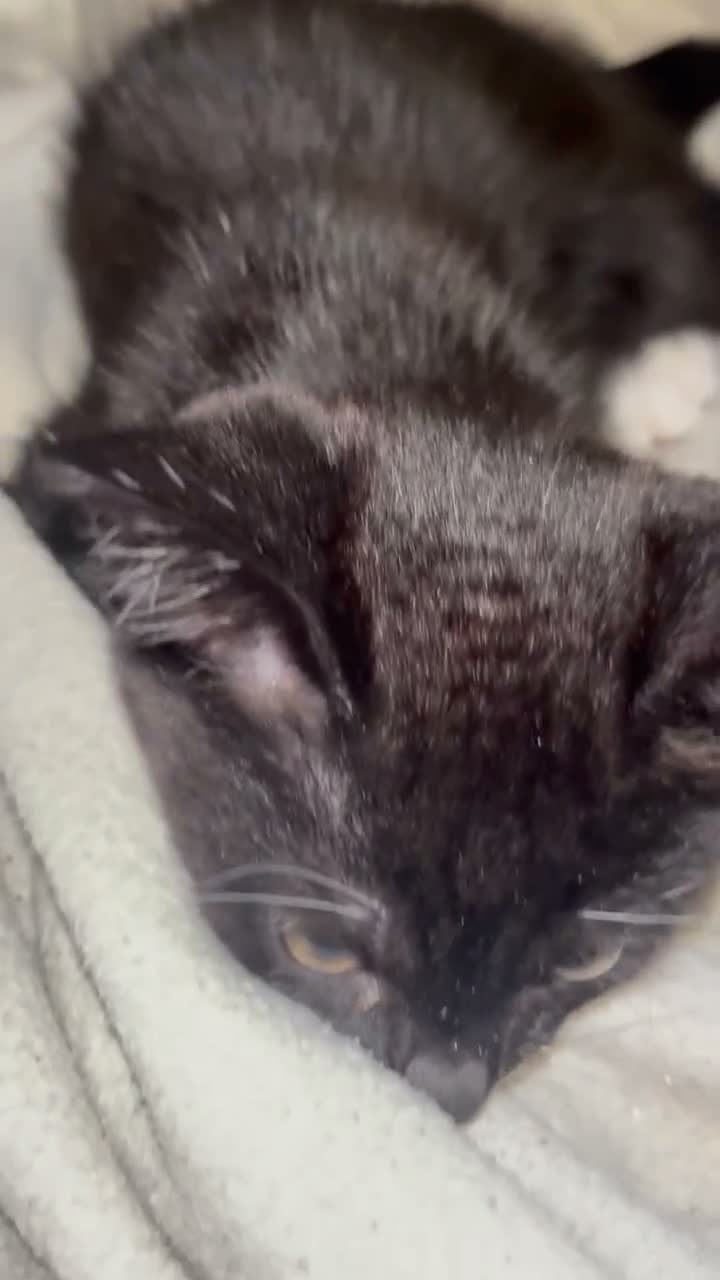 Mixed Breed cats for sale: Female white boots kitten - Video 1