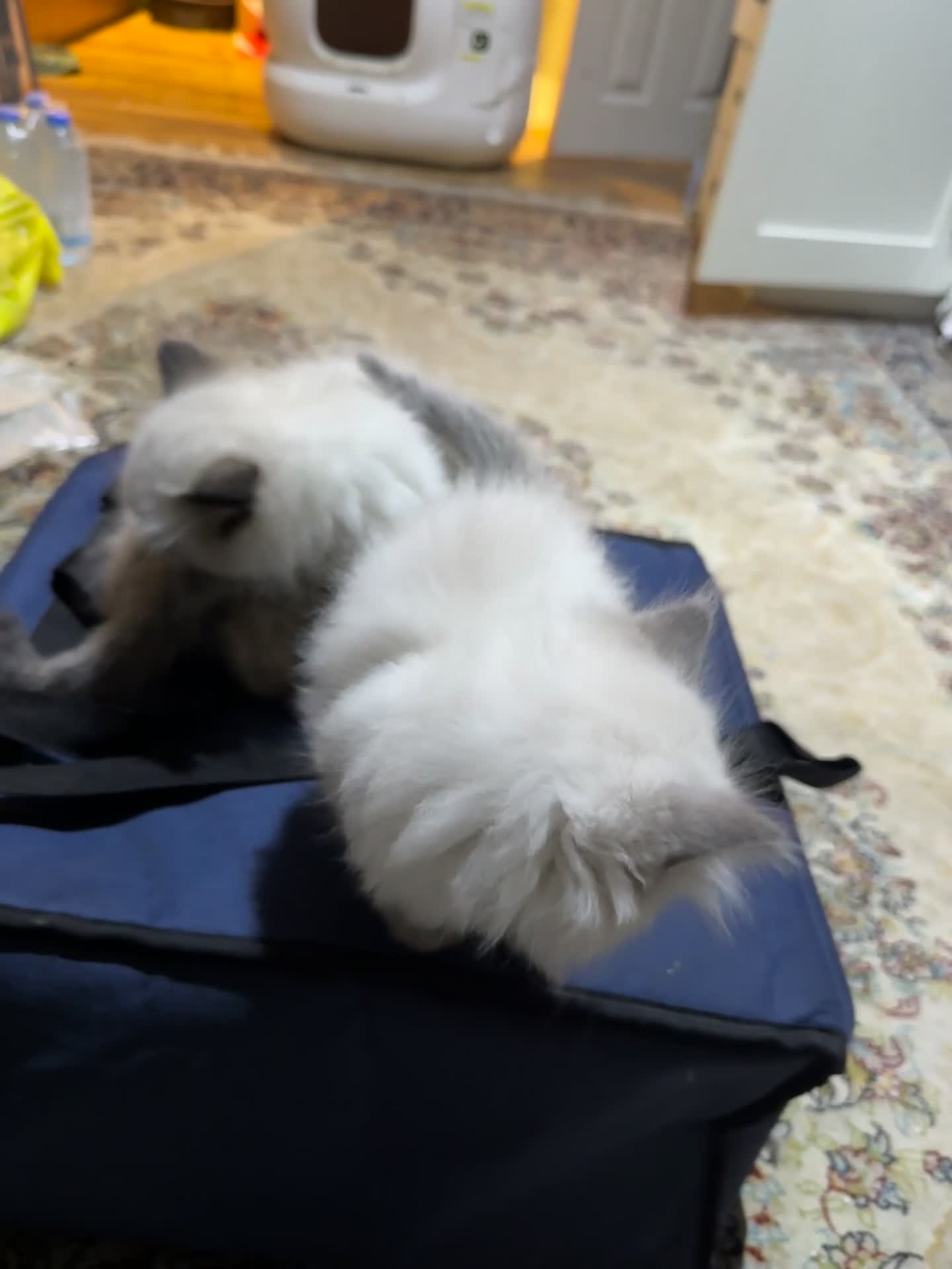 Ragdoll cats for sale: Pure Ragdoll Kittens – 8 Weeks Old–Ready in 2 Days - Video 1