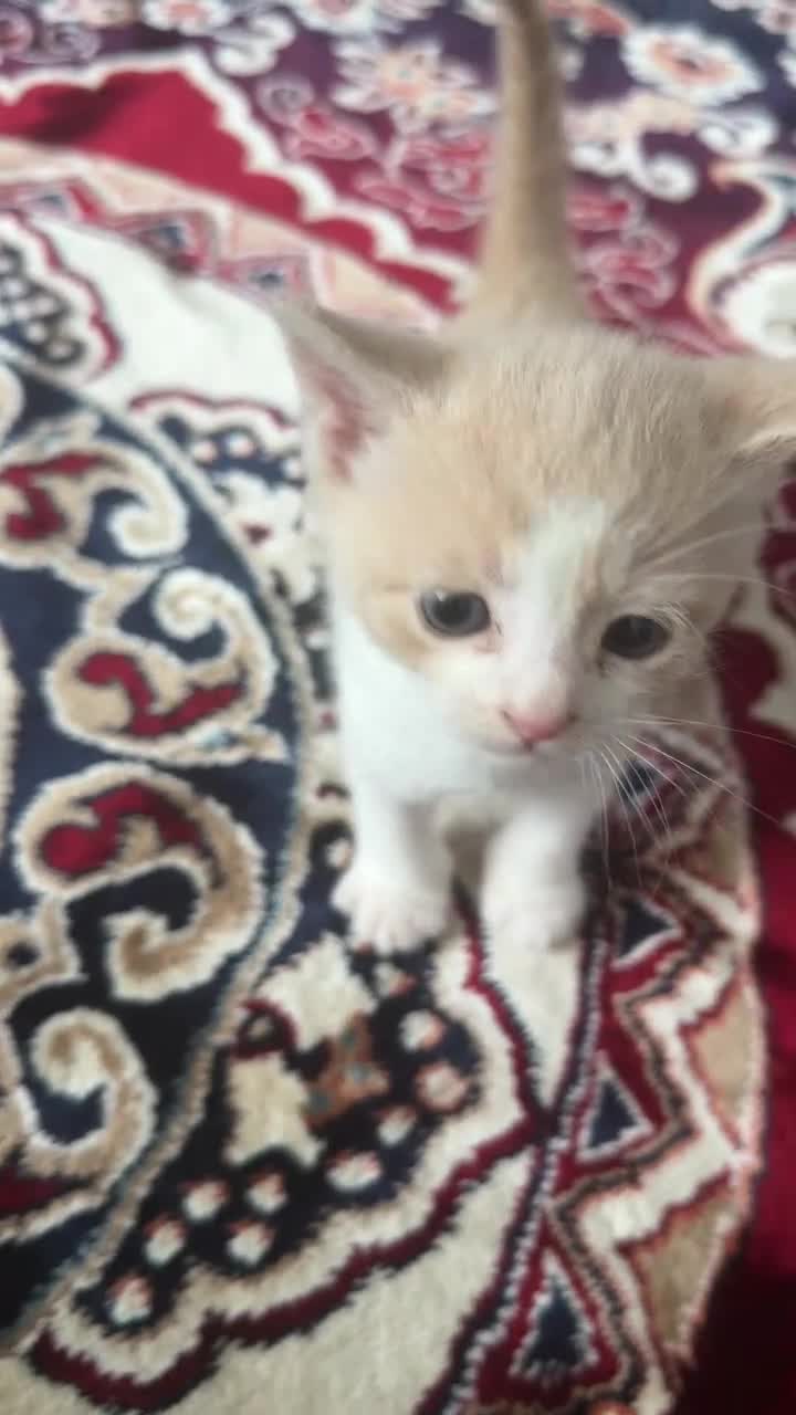 Turkish Angora cats for sale: Cats for sale in Derby - Video 3