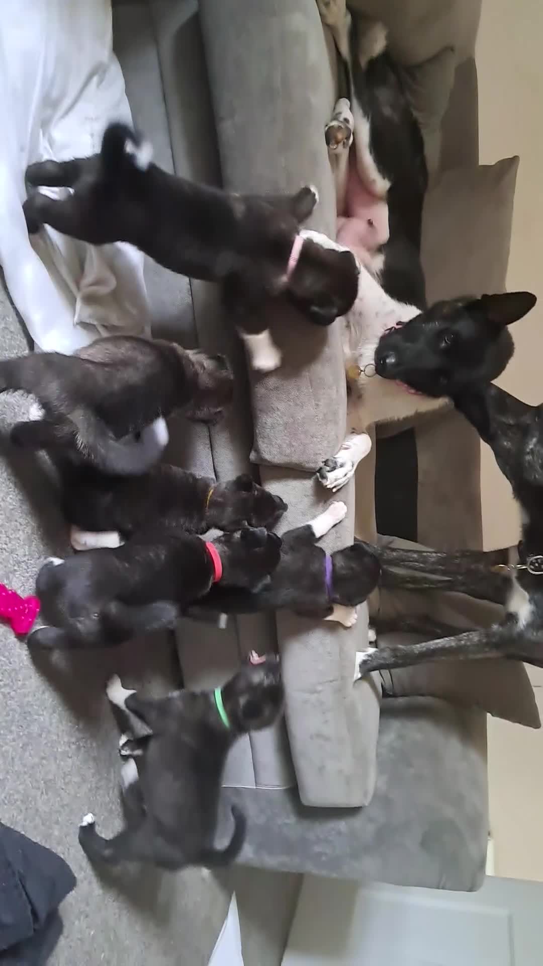 Huskita dogs for sale: Adorable akita x husky puppies for sale in Chatham - Video 1