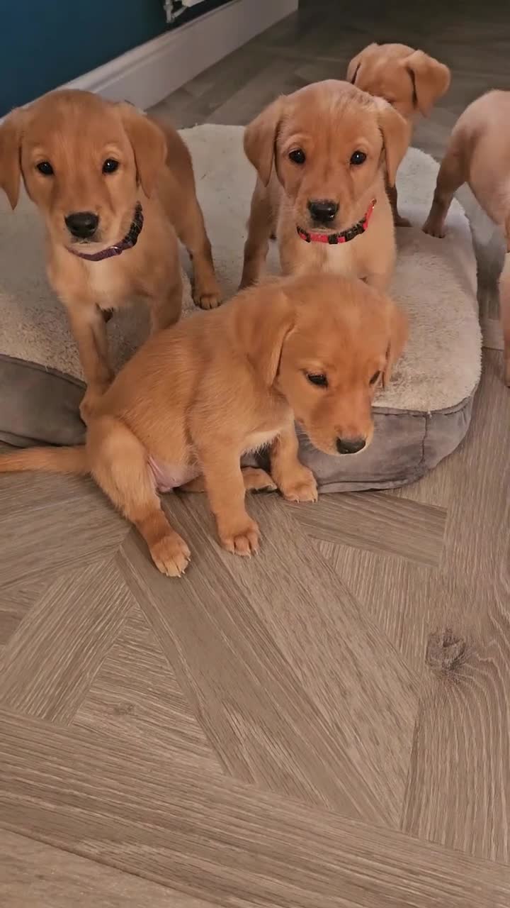 Labrador Retriever dogs for sale: Beautiful Fox Red Labrador Retriever Puppies - Video 1