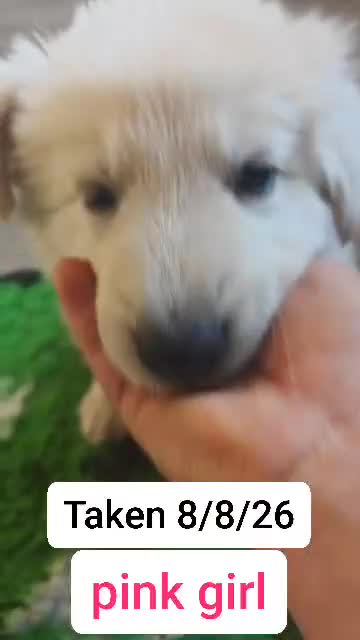 White Swiss Shepherd dogs for sale: Stunning KC reg long-coated White Swiss Shepherd - Video 2