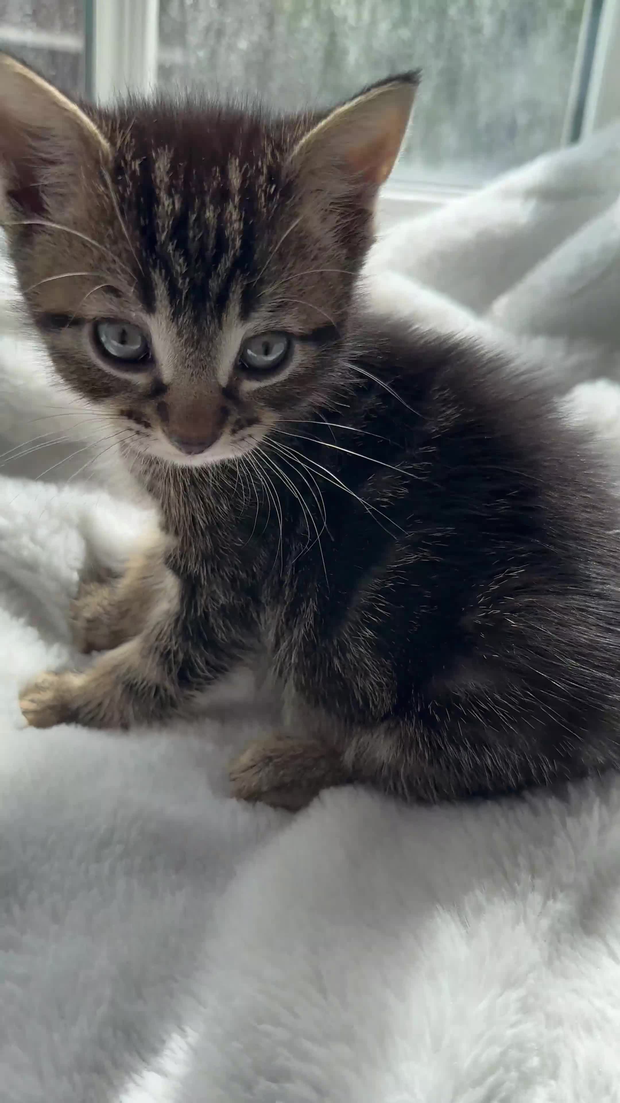 Domestic Shorthair cats for sale: Cute playful kittens ready for loving homes in London - Video 5