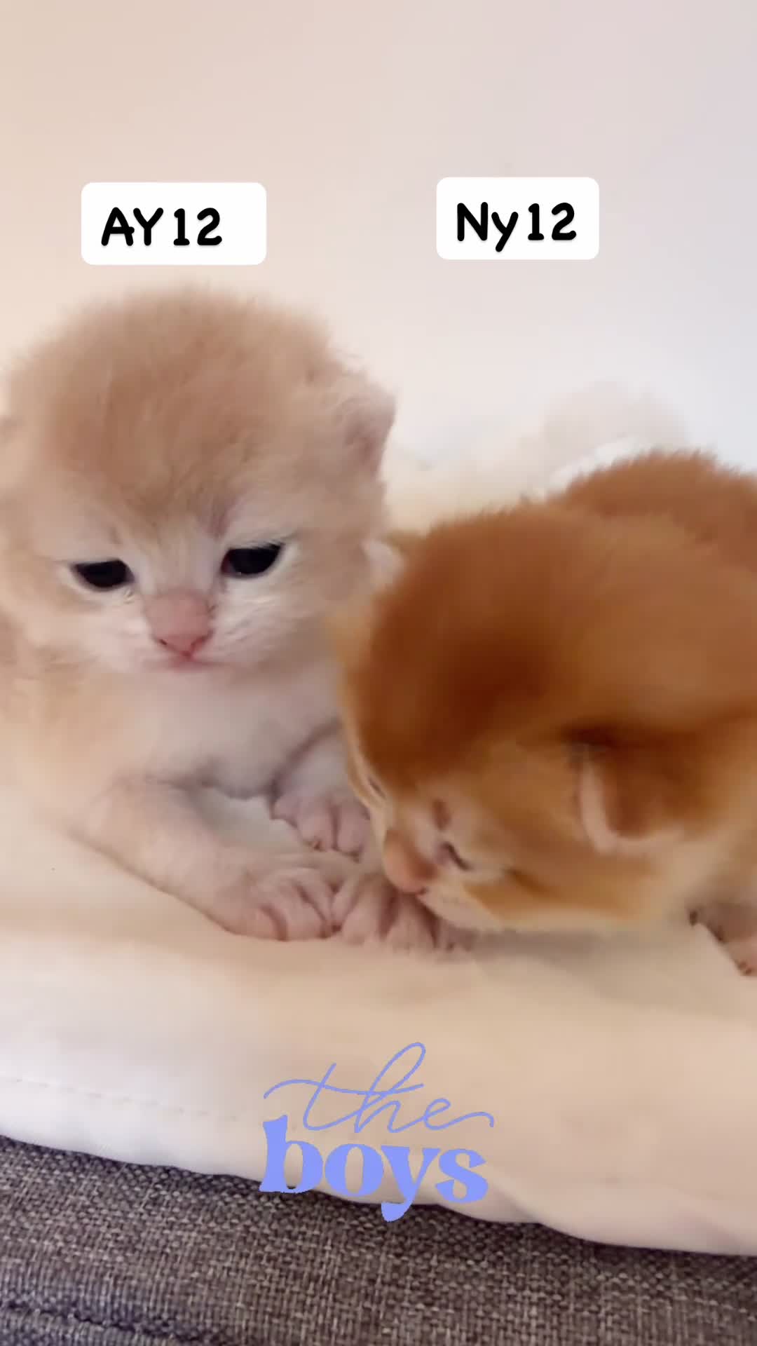 British Shorthair cats for sale: BSH Golden kittens Ecx show quality, Tica reg  - Video 1