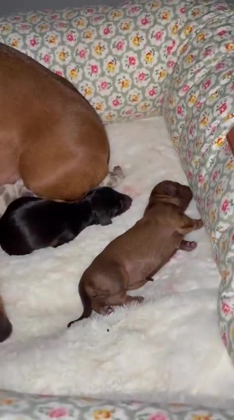 Miniature Dachshund dogs for sale: Dachshund puppies for sale. - Video 2