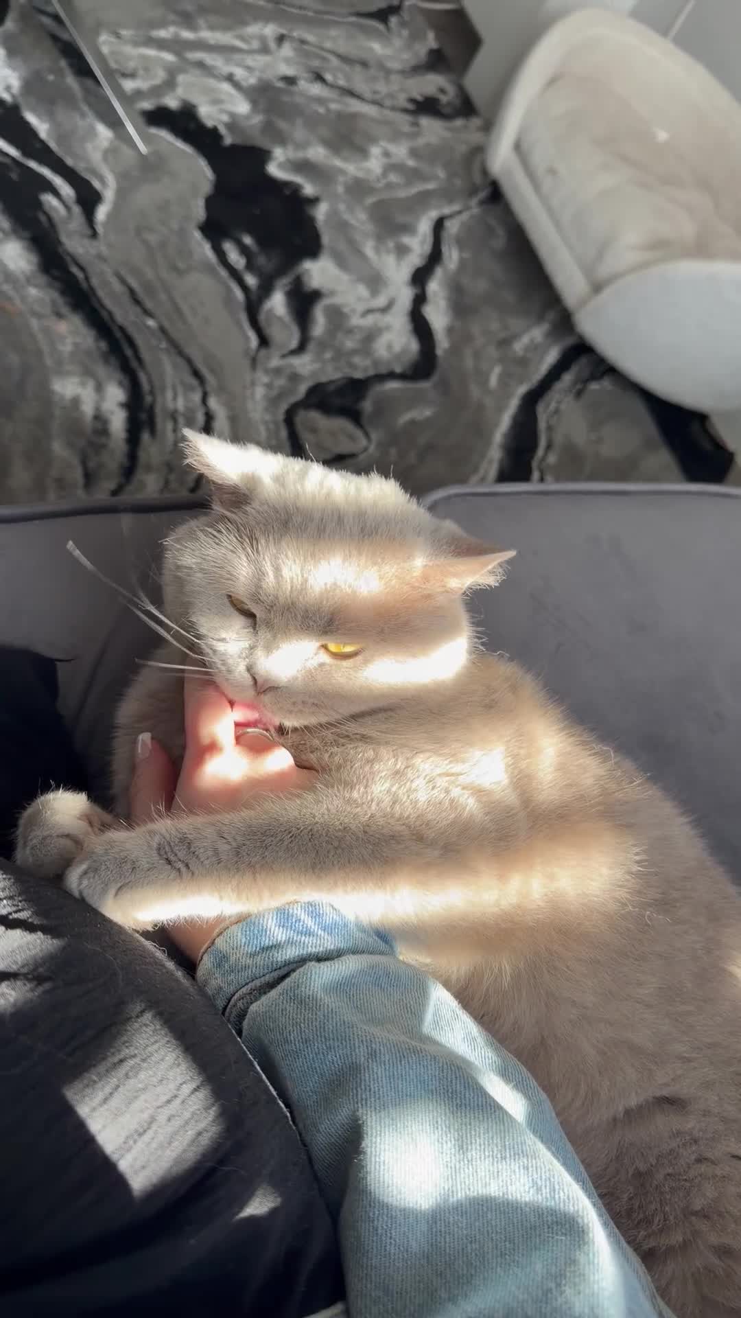 British Shorthair cats for sale: Lilac male British shorthair  - Video 1