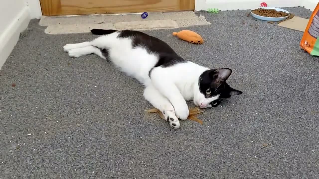 Mixed Breed cats for sale: Mickey is looking for his forever home in Norwich - Video 1