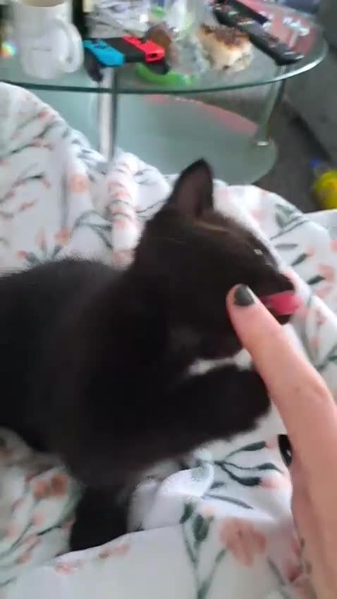 Mixed Breed cats for sale: 3 GORGEOUS kittens for sale  - Video 1