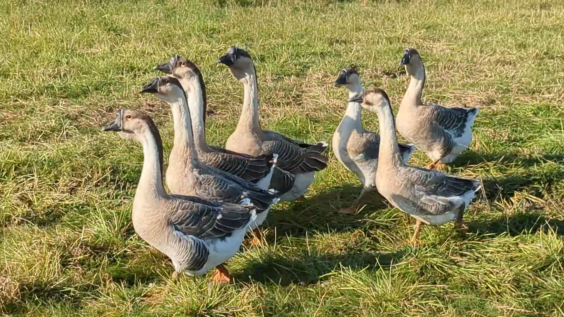 Geese poultry for sale: Trio African geese (vented) in Boston - Video 1