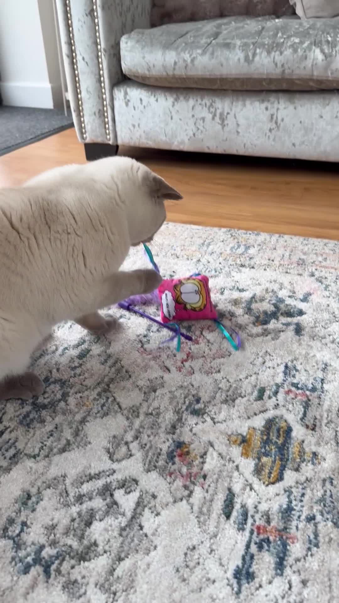 British Shorthair cats for sale: 3 BSH Kittens left! - Video 2