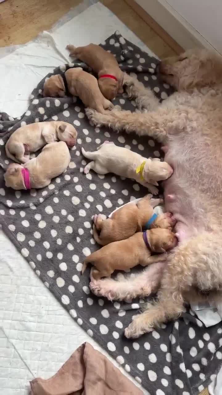 Labradoodle dogs for sale: F1 labradoodles  in Glasgow - Video 1