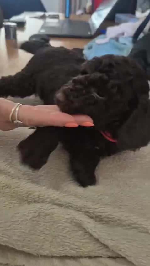 Sproodle dogs for sale: Beautiful Sproodles 1 black girl&1 chocolate boy - Video 3