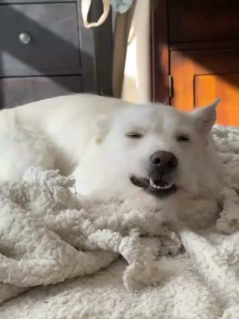 Mixed Breed dogs for adoption: ❤️🐶 SNOWY – THE SWEETEST LITTLE SOUL in Burton-on-Trent - Video 5