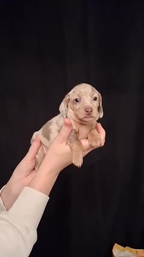 Miniature Dachshund dogs for sale: 1 remaining Beautuful mini short hair dachsund - Video 2