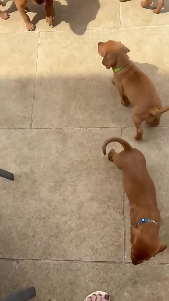 Labrador Retriever dogs for sale:  Ready to leave this week!!! Fox Red Labrador. - Video 1