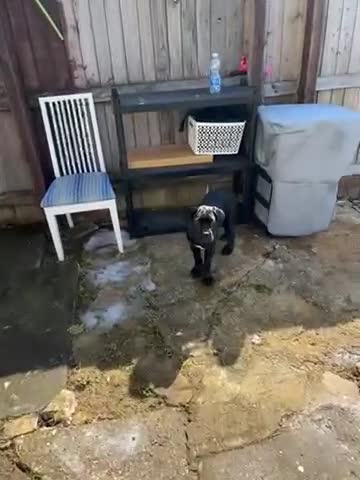 Cane Corso dogs for sale: Name  Milo in Kettering - Video 1