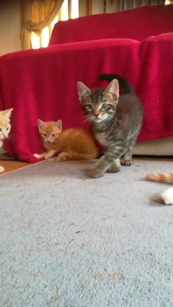 Mixed Breed cats for sale: ONLY ONE AMAZING, BEAUTIFUL, CLEVER, KITTEN LEFT - Video 1