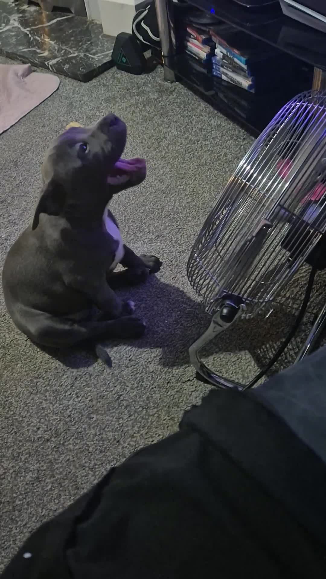 Staffordshire Bull Terrier dogs for sale: **Ready To Leave**KC Blues Champ Blood in Coventry - Video 1