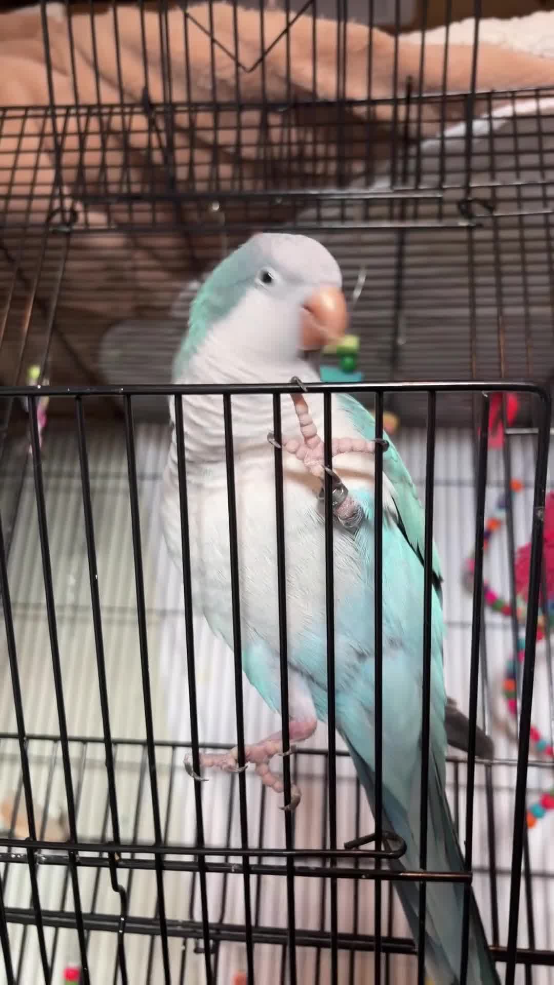 Parakeets birds for sale: Blue Quaker Parakeet (Male 5yrs) in Canvey Island - Video 1