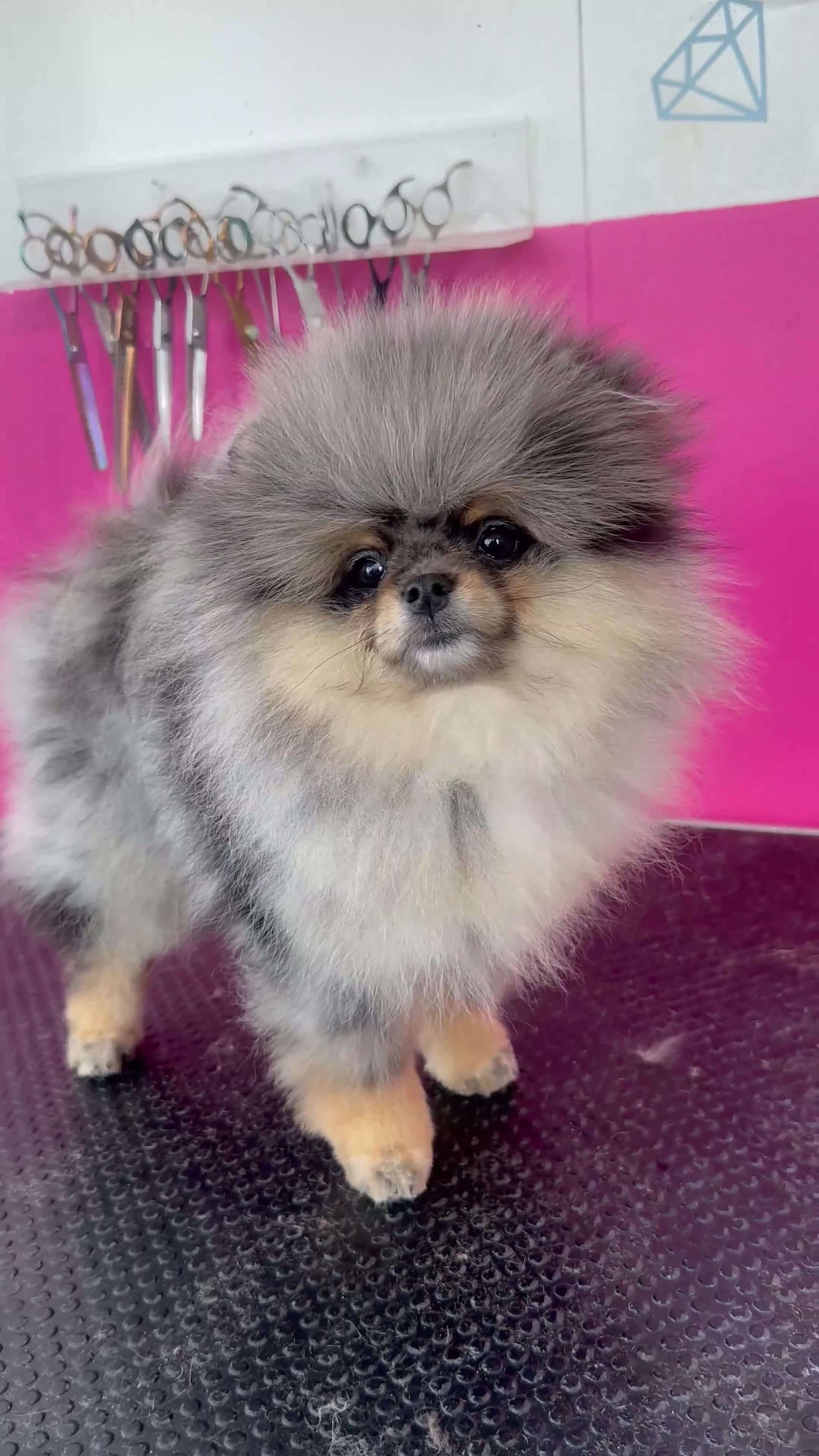 Pomeranian dogs for sale: Beautiful Pomeranians 🖤🤍 - Video 1