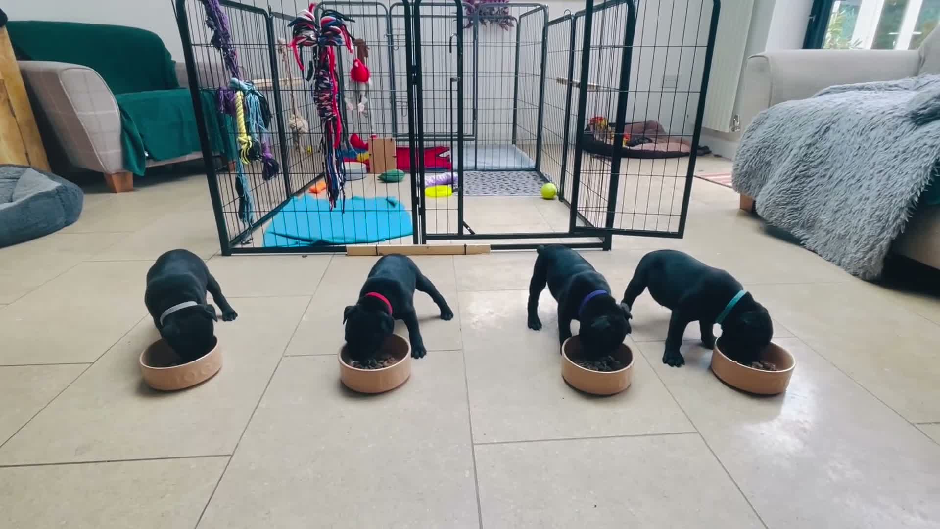 Staffordshire Bull Terrier dogs for sale: 🐾 KC Reg 4 x Stunning Staffy Puppies 🩷🩷🩷💙 - Video 1