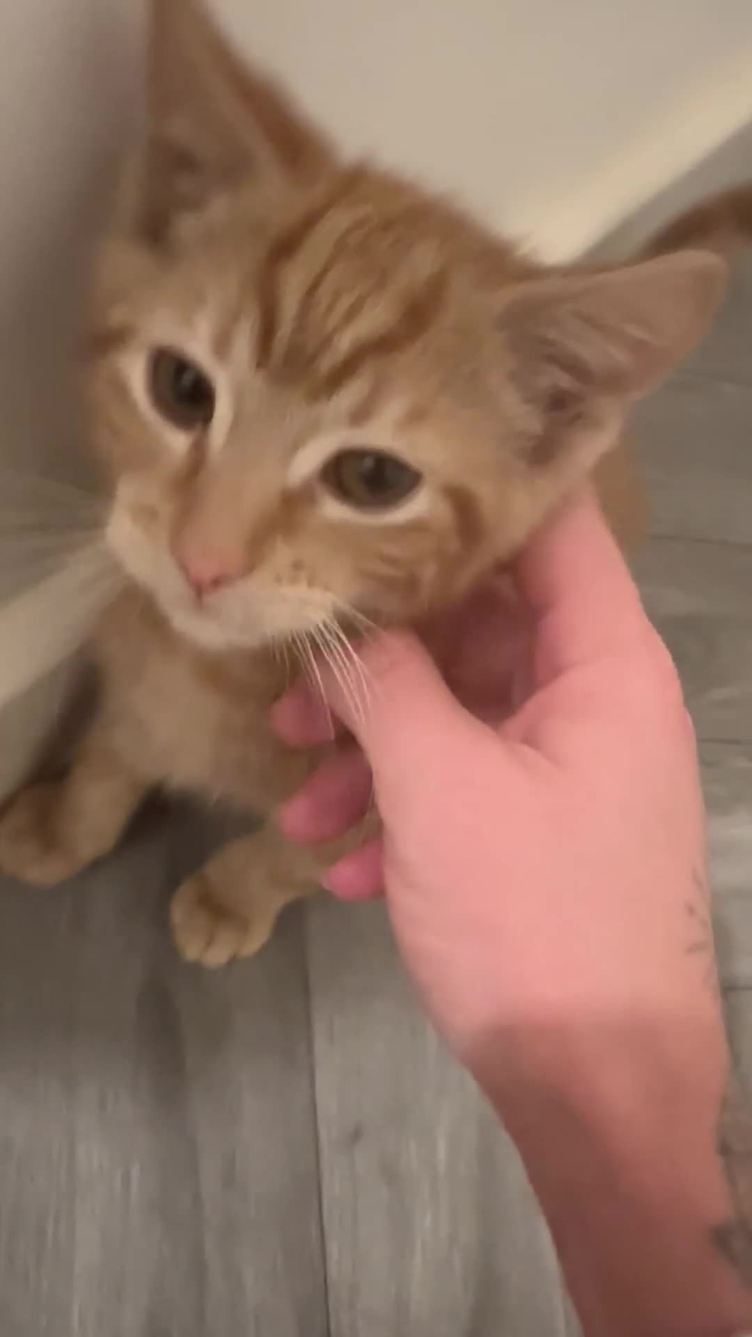 British Shorthair cats for sale: Last 2 boys left !!! - Video 1