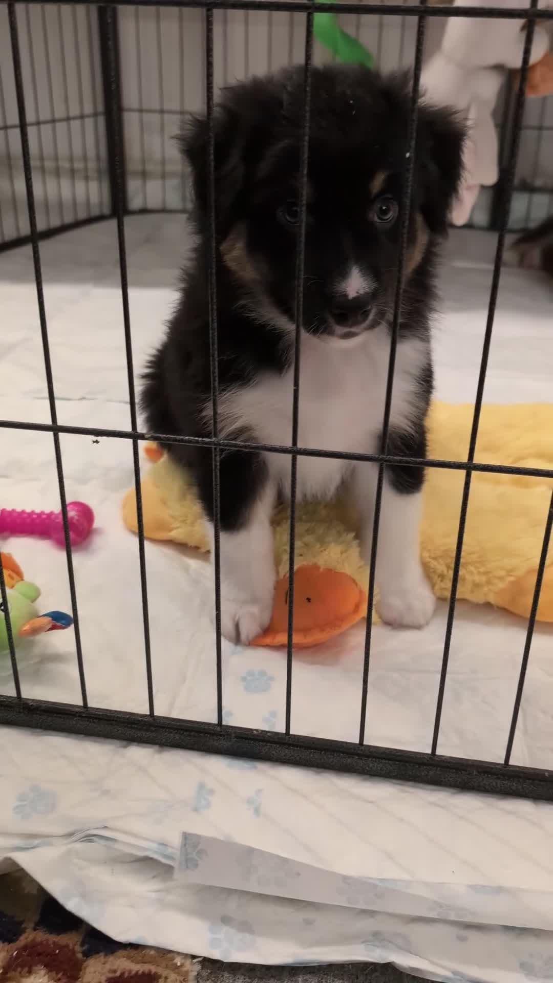 Australian Shepherd dogs for sale: Australian shepherd puppies  - Video 3