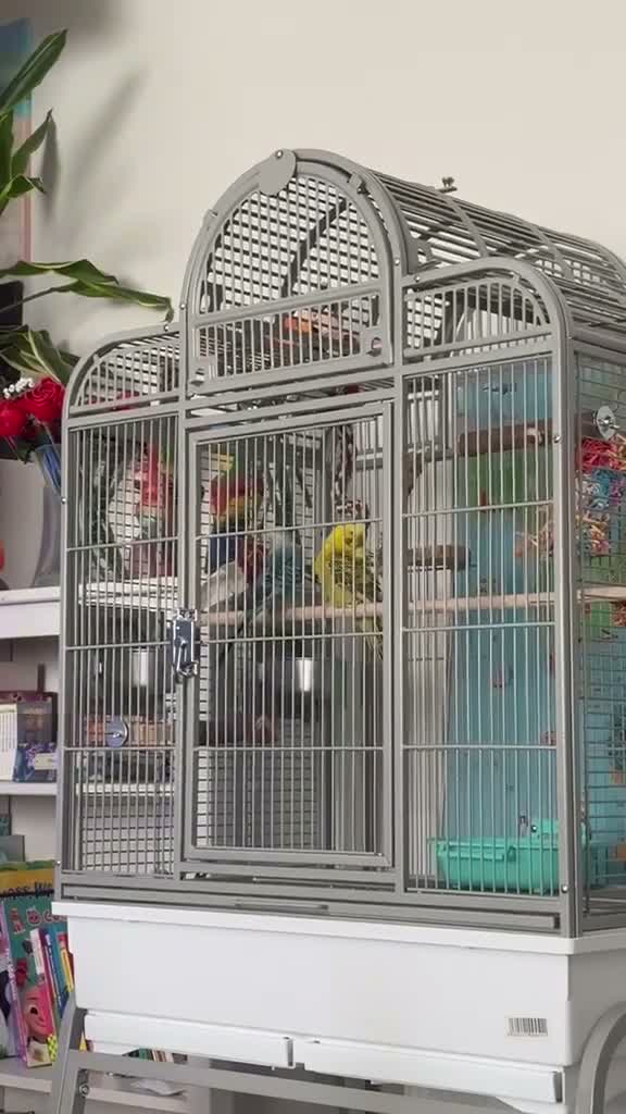 Budgerigars birds for sale: 2x Budgies full set up  in Preston - Video 1