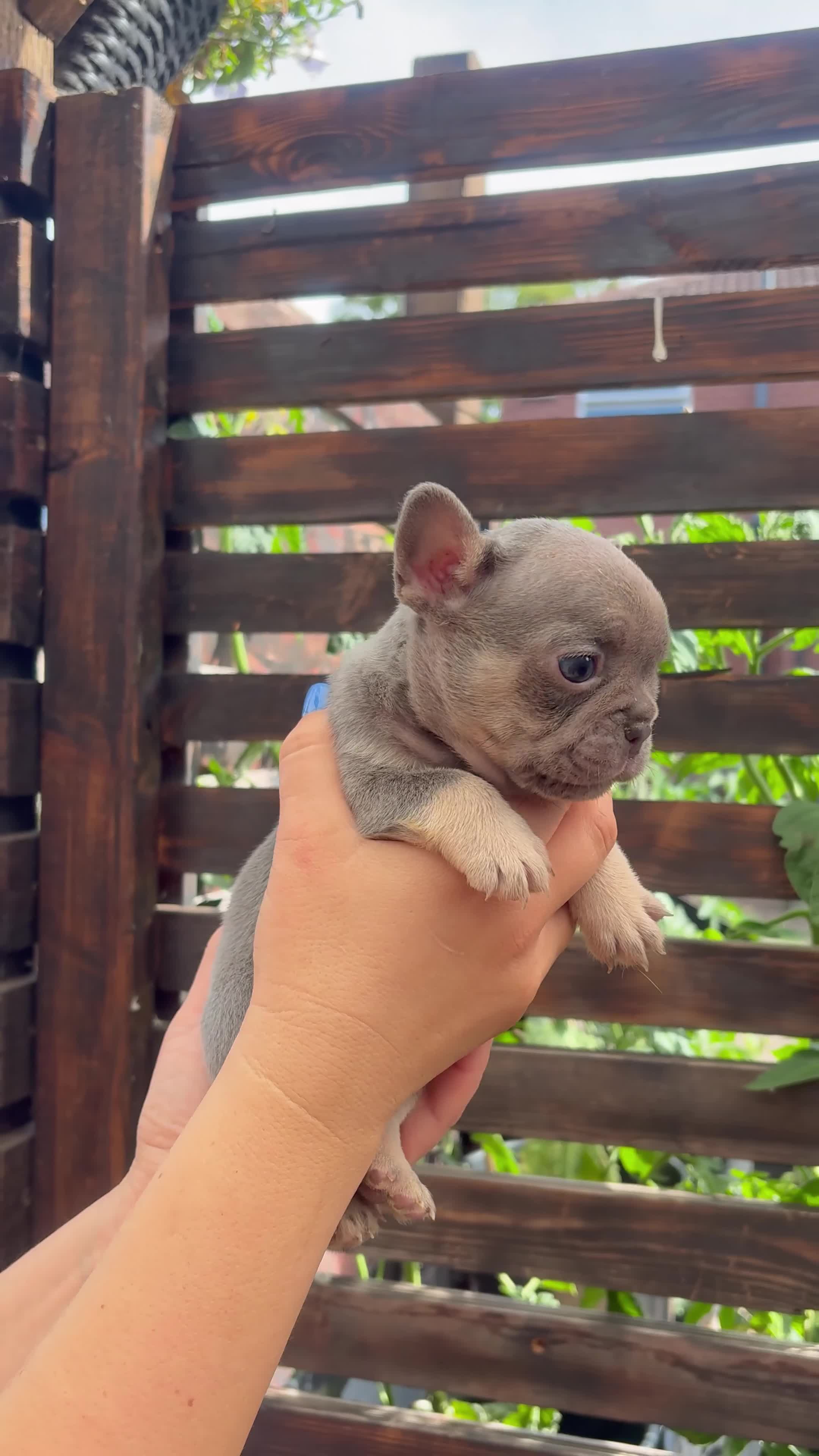 French Bulldog dogs for sale: Gorgeous French girls available  - Video 1