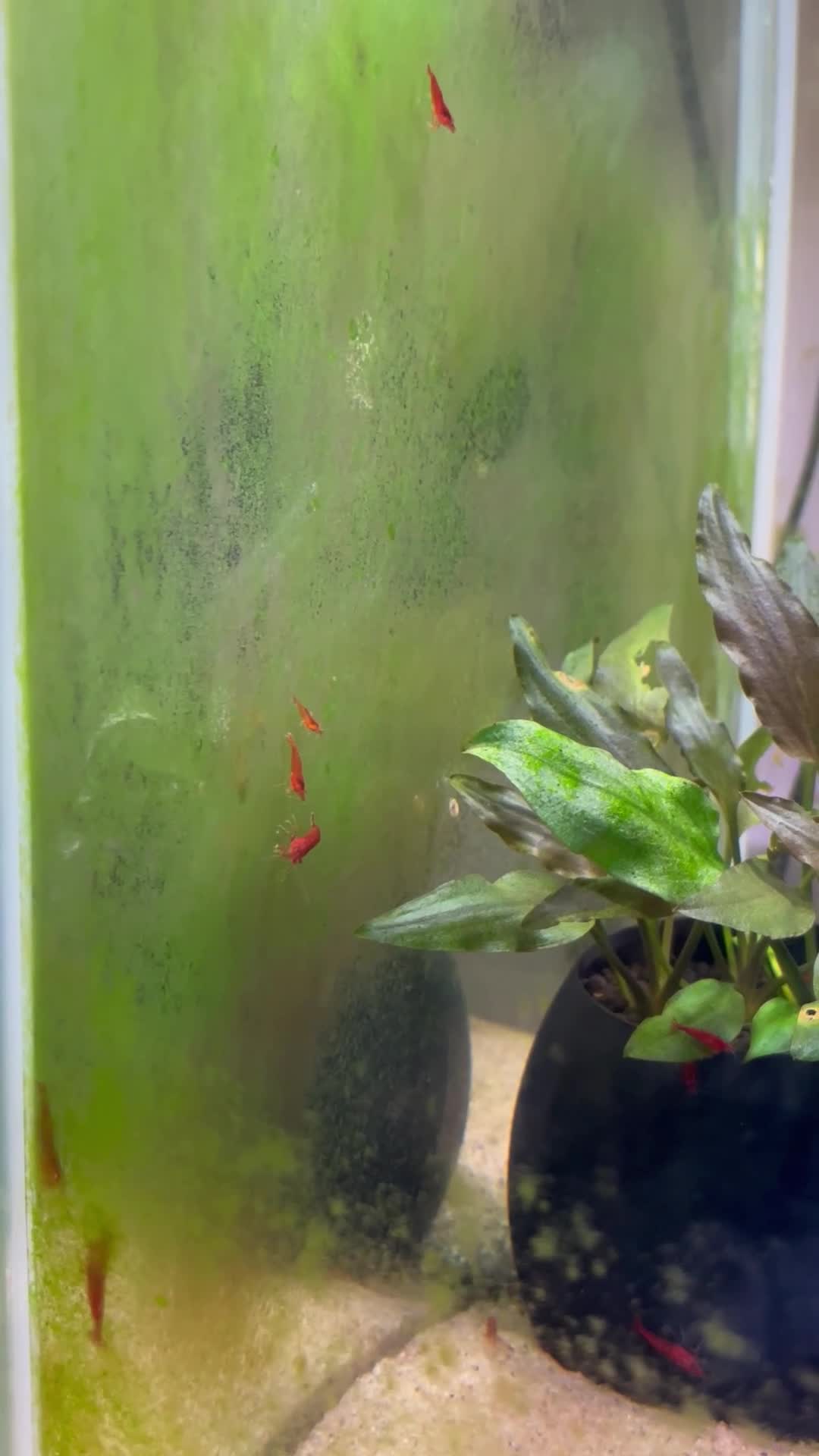 Corys fish for sale: 8 Corydoras similis & 15 Celestial Danios. - Video 3