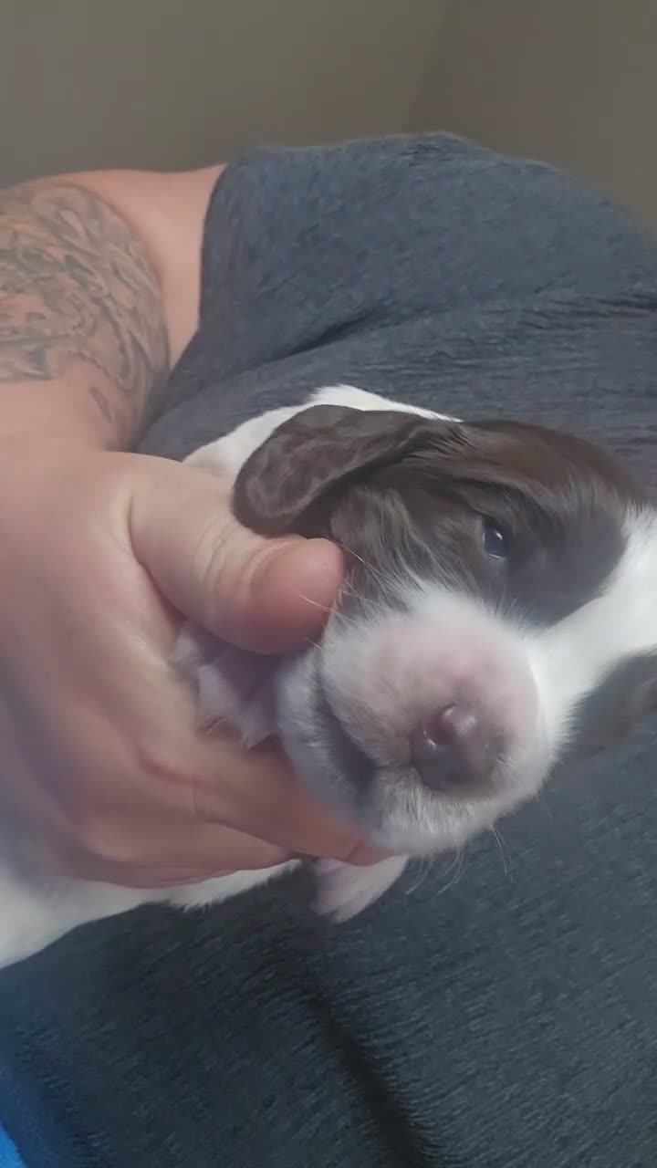 Cocker Spaniel dogs for sale: Cocker spaniel puppies*** - Video 2
