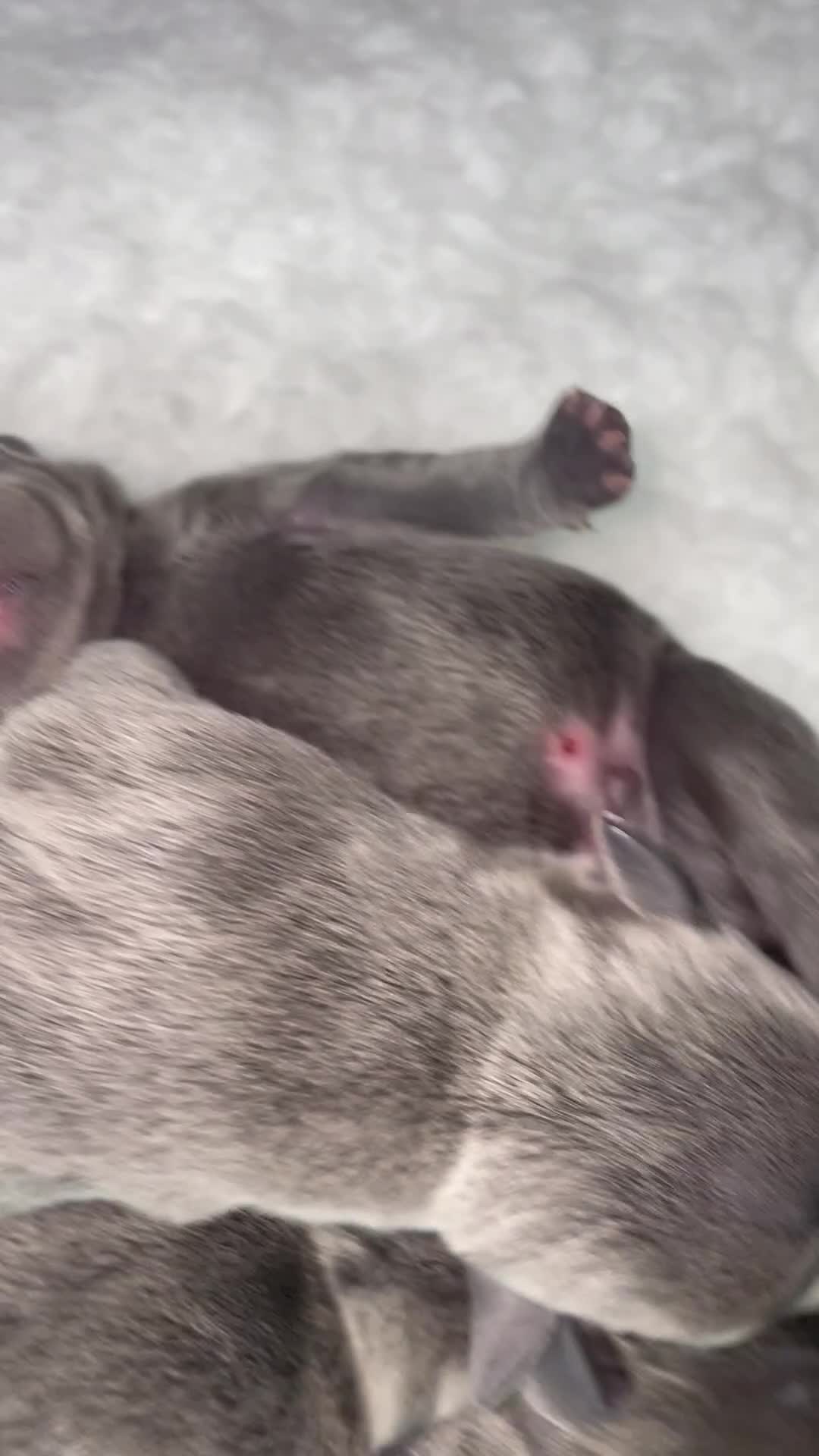 Staffordshire Bull Terrier dogs for sale: 7 beautiful KC staffy puppy’s - Video 1