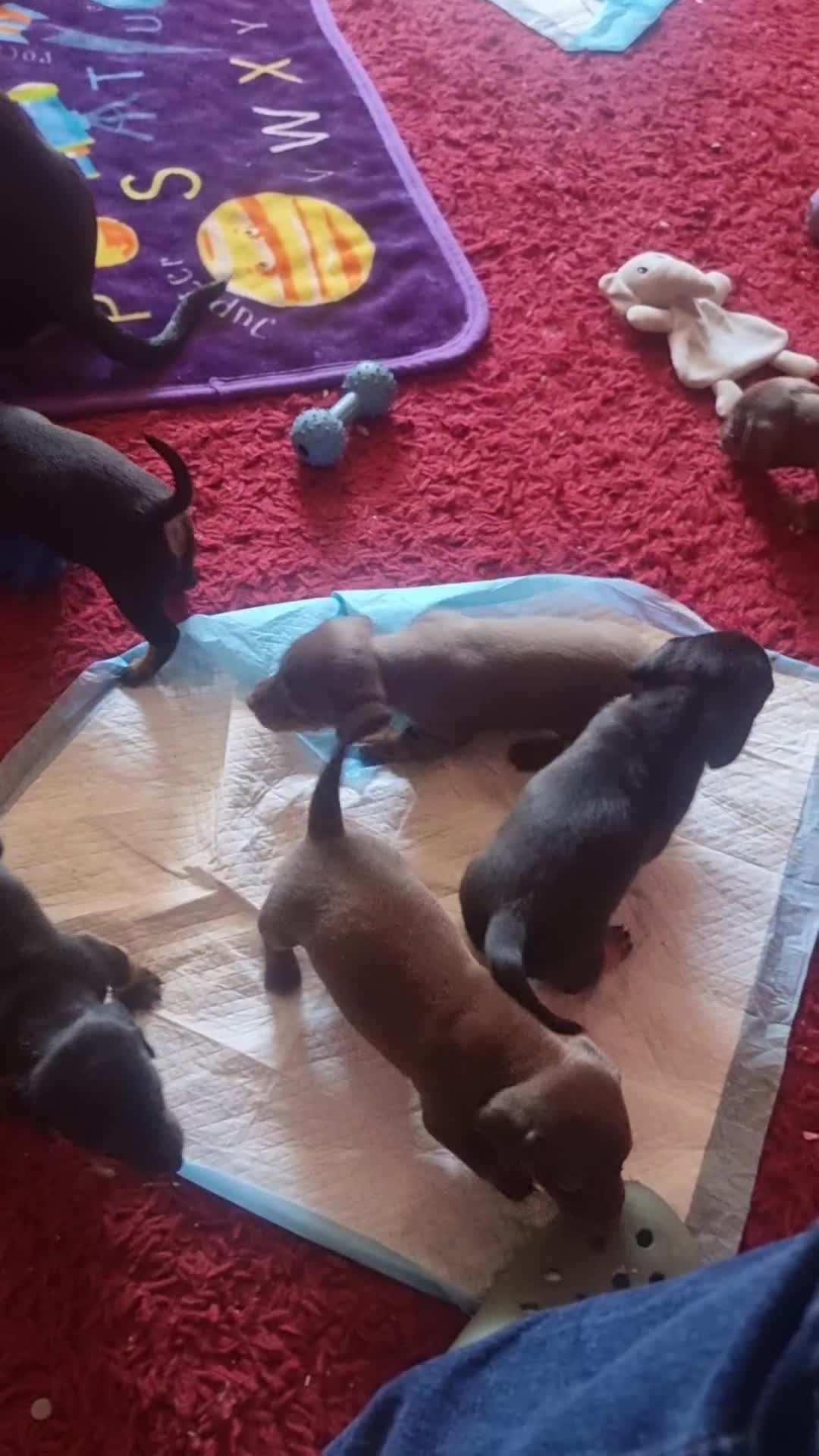 Jackshund dogs for sale: Jackshund puppies in Wellington - Video 1
