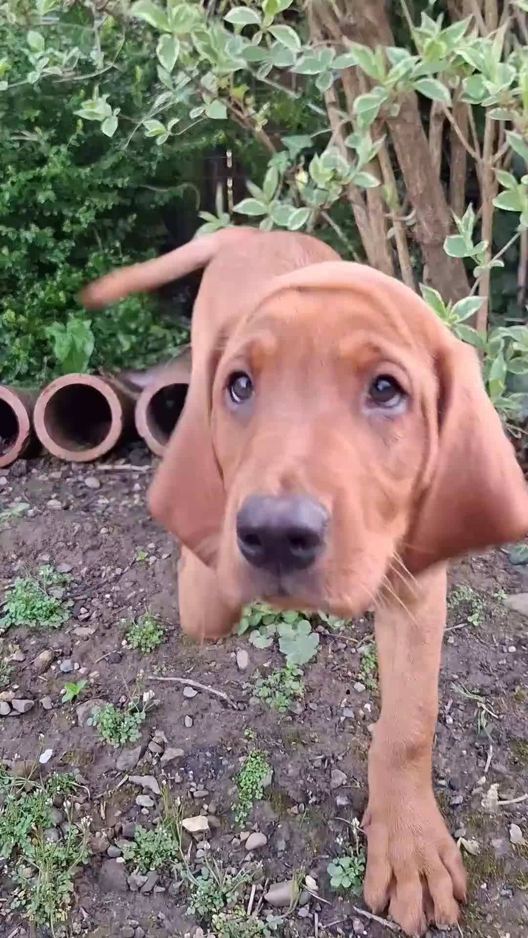 Labrador Retriever dogs for sale: KC Registered Fox Red Labrador Retriever Puppies - Video 1