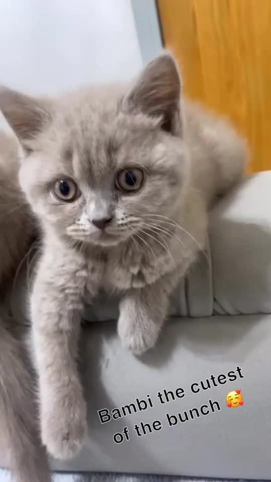 British Shorthair cats for sale: British shorthair (lilac) - Video 1