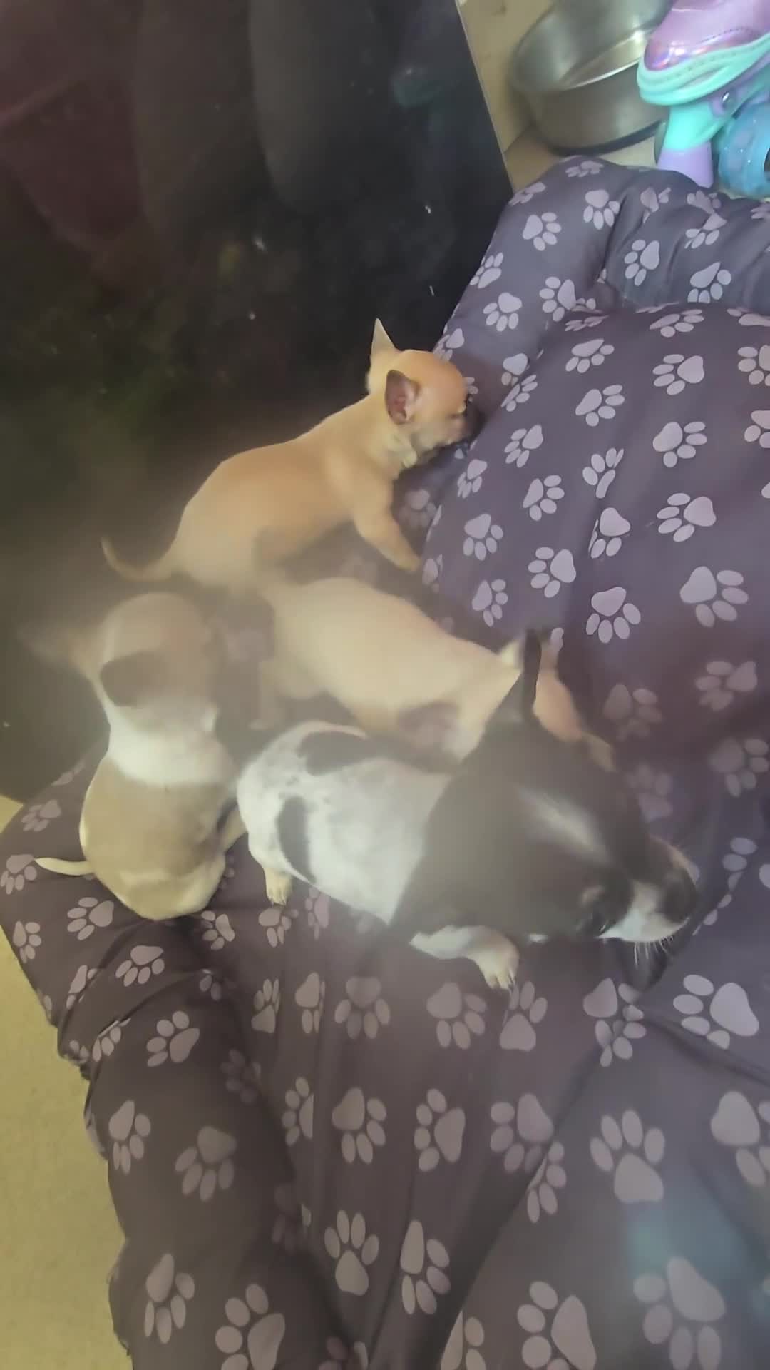 Chihuahua dogs for sale: Chihuahua puppies for sale  - Video 1