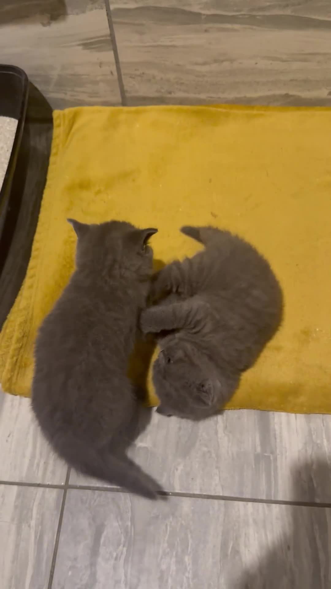 British Shorthair cats for sale: BEAUTIFUL BRITISH SHORTHAIR BOY AND GIRL  - Video 1