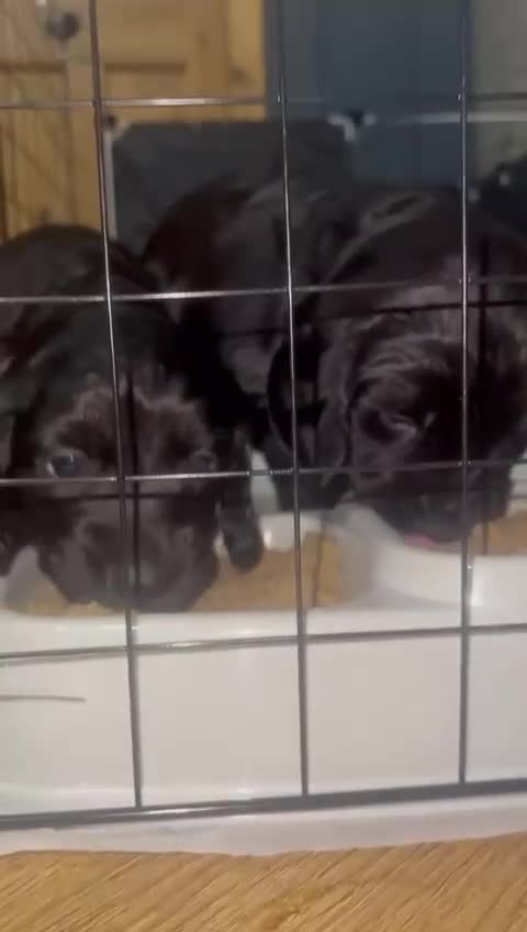 Cocker Spaniel dogs for sale: WORKING COCKER PUPS  - Video 1