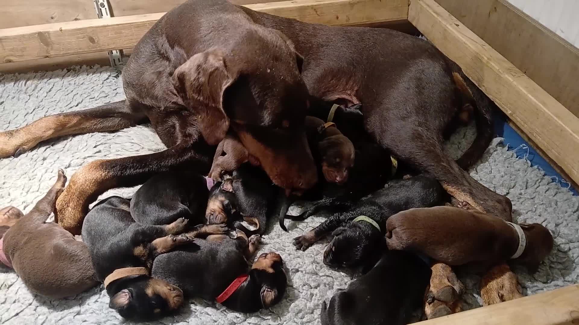 Dobermann dogs for sale: Outstanding KC Reg Dobermann puppies - Video 1