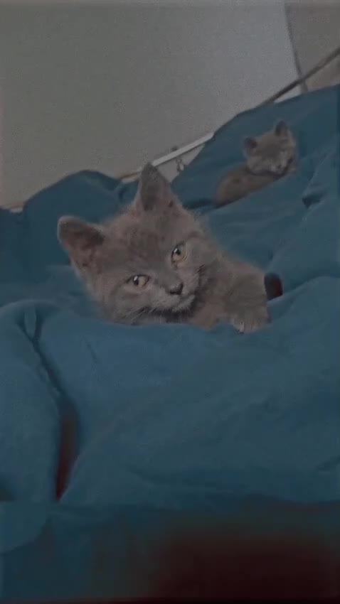 Mixed Breed cats for sale: Three kittens - Video 1