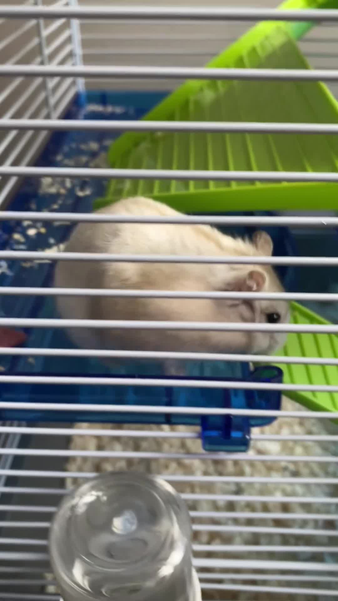 Hamster rodents for sale: Russian White Dwarf Hamster (and belongings!) - Video 1