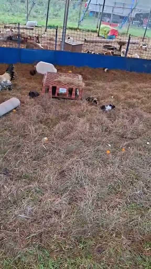 Mixed Breed rabbits for sale: GUINEA PIGS MALES ONLY in Chorley - Video 1