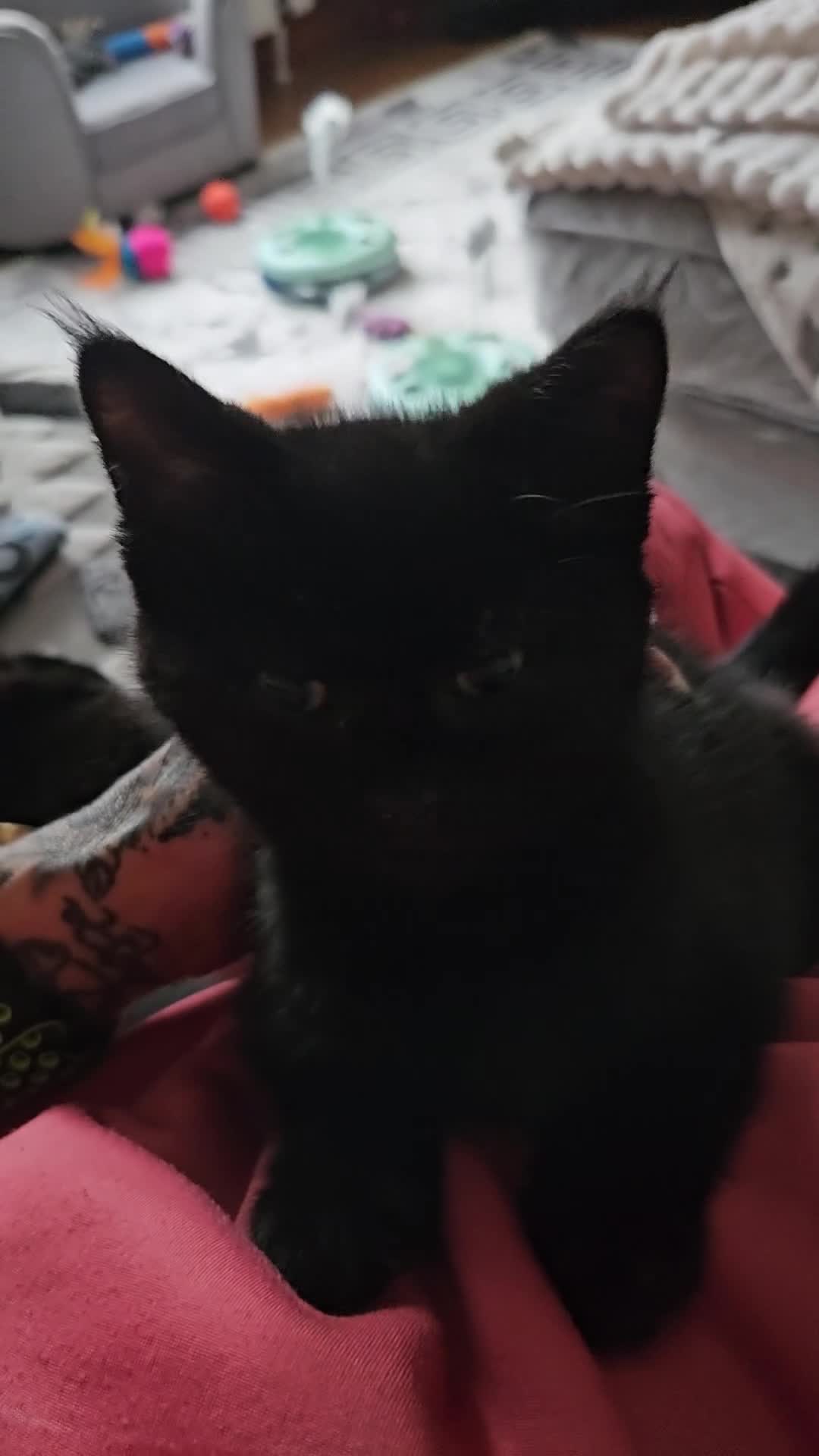 Mixed Breed cats for sale: Black female  - Video 1