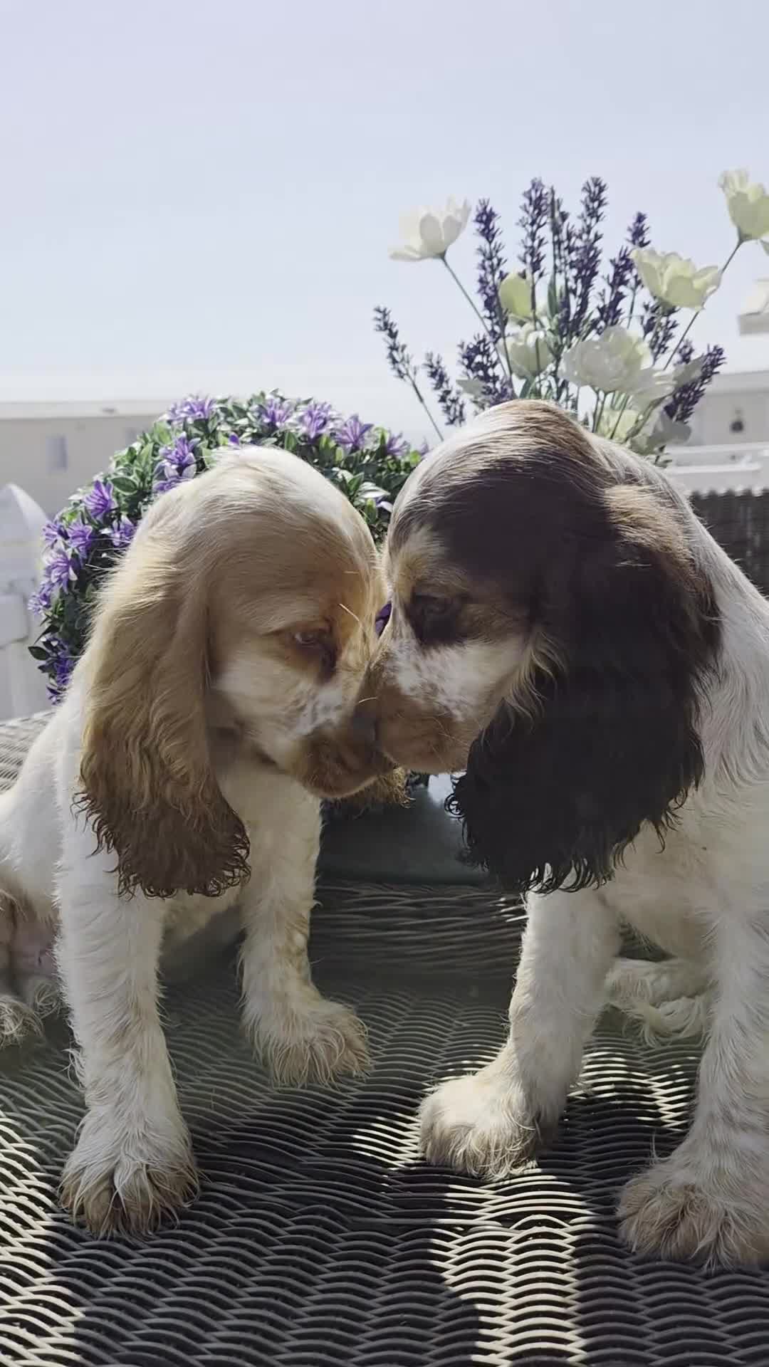 Cocker Spaniel dogs for sale: Exceptional True Show winning Champion Cockers. - Video 1
