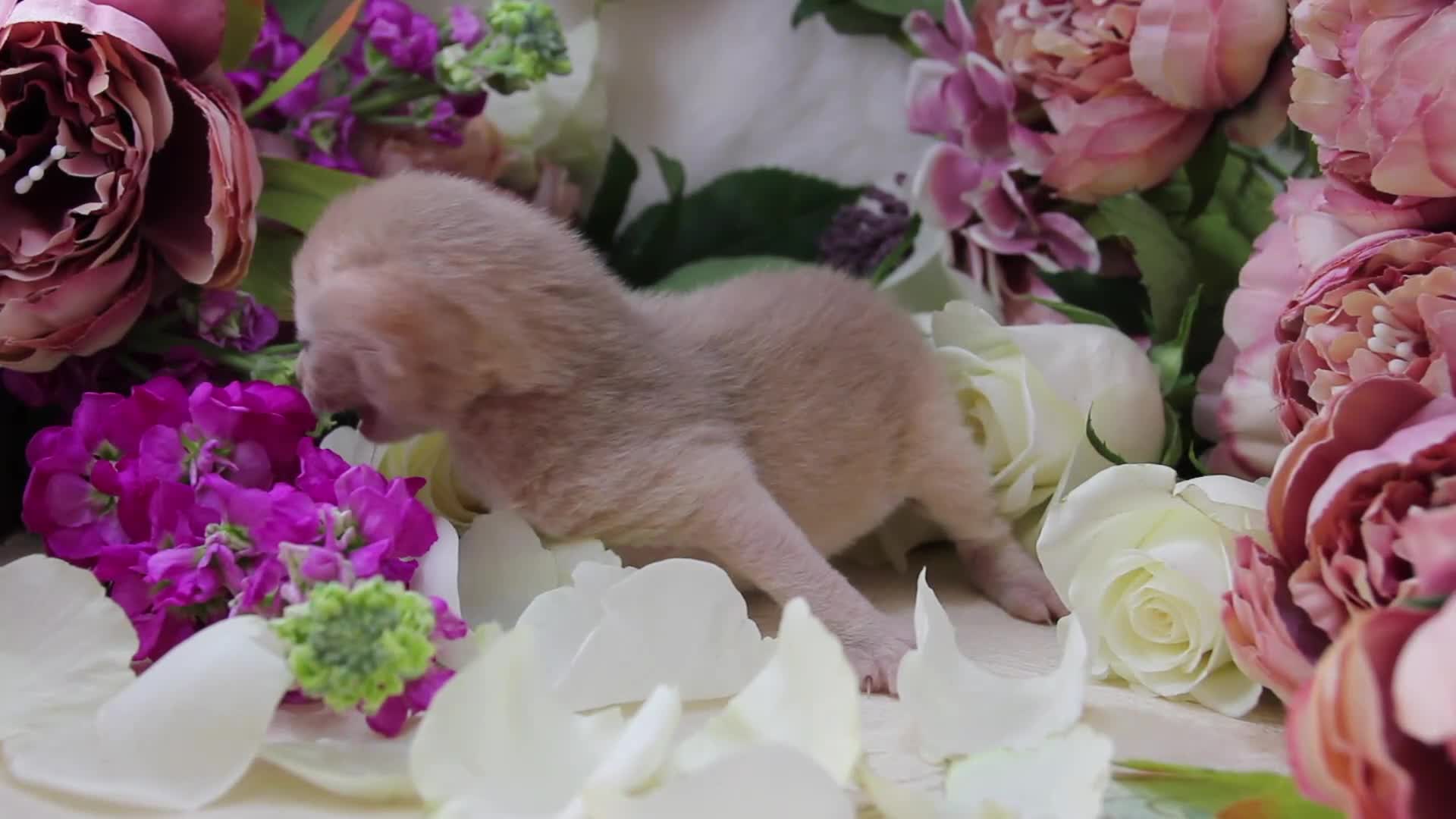 Abyssinian cats for sale: Stunning Abyssinian Kittens – TICA Registered 🐾 - Video 3